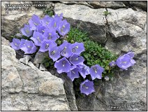 Campanula raineri -2-